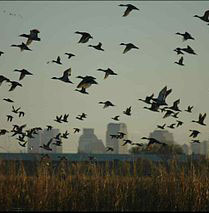 Picture of a flock of Mallard ducks in fight over the Yolo basin with the Sacramento, California skyline in the background.