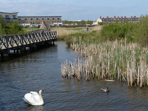 slideshow Picture of a pond with a swan and a duck.