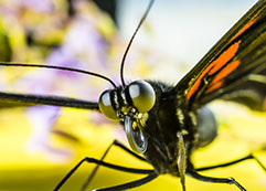 Close up picture of a butterfly.