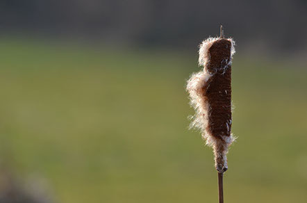 Picture of a cat tail.