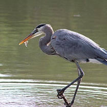 Picture of a Great Blue Heron standing in a pond with a fish in its mouth.