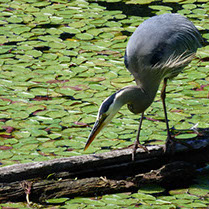 Picture of a Great BLue Heron standing on a log in the middle of a pond.