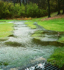 Picture of a large flock of birds in a wetland area.