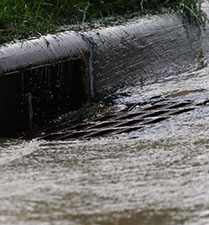 Picture of a large flock of birds in a wetland area.