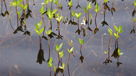 Picture of wetland plants.
