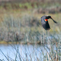 Picture of a Red Wing Blackbird.